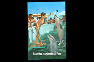 A Postcard from Miami Seaquarium