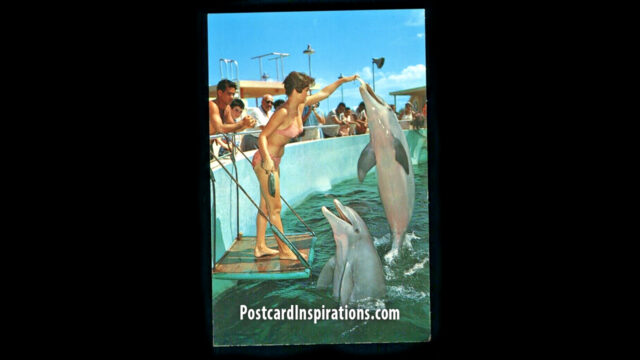 A Postcard from Miami Seaquarium