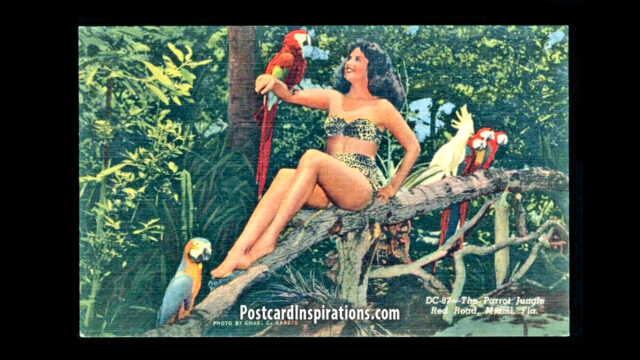 A Day at Parrot Jungle – Miami’s Tropical Paradise